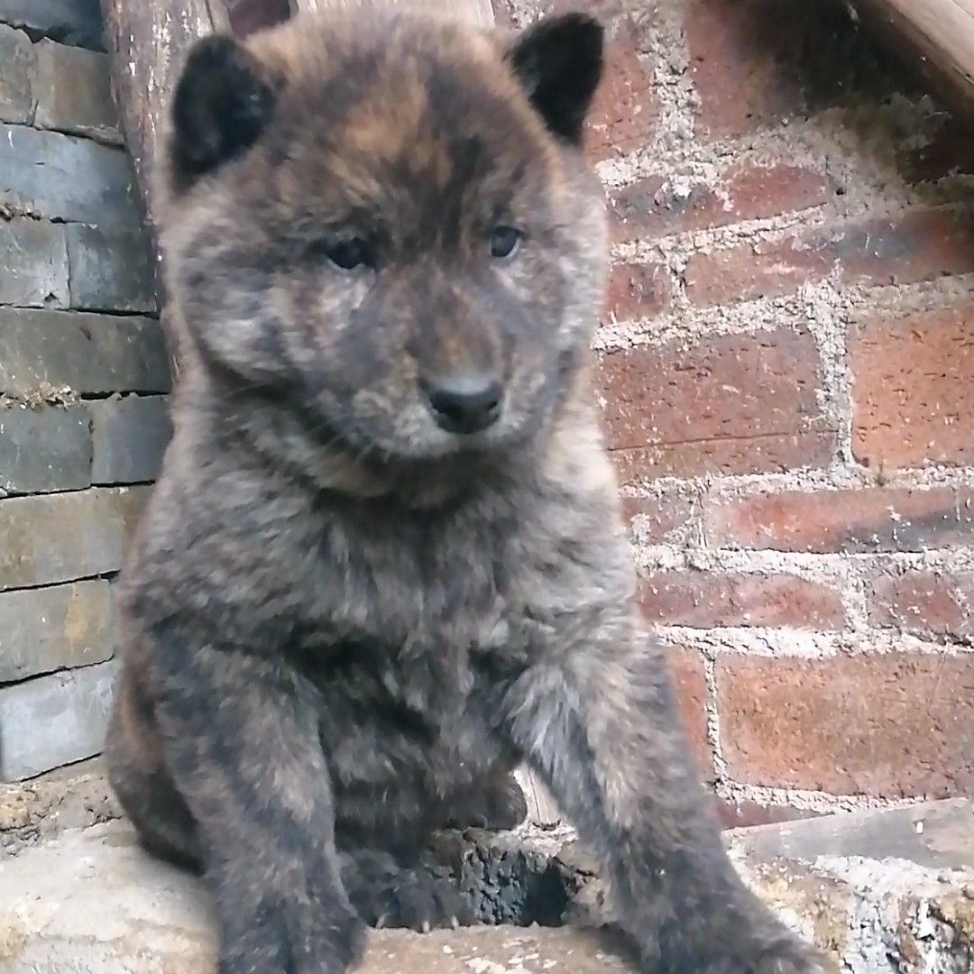 虎班犬